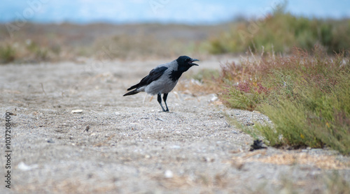 Close up photo of a hooded crow with open beak.