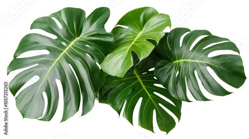 Lush green monstera leaves isolated on white background.