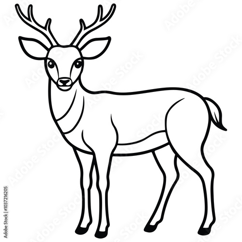 deer illustration