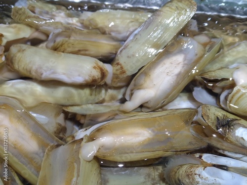Razor Clam