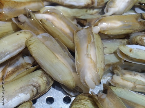 Razor Clam