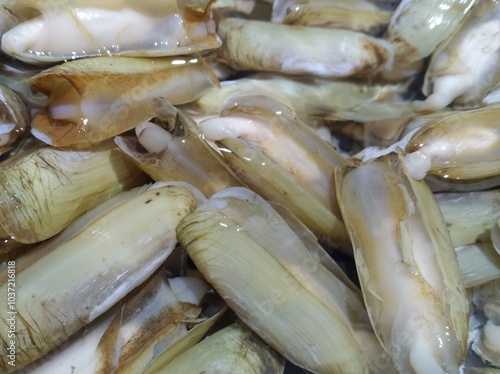 Razor Clam