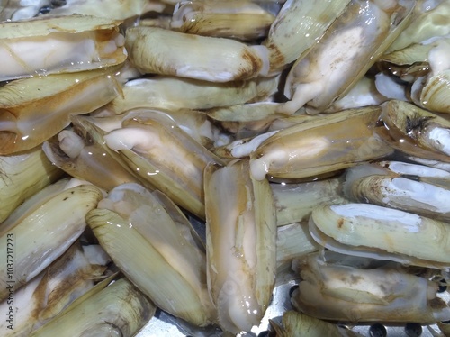 Razor Clam