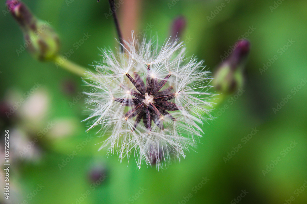 Single Dandelion in a meadow with purple flowers Single Dandelion in a meadow with purple flowers