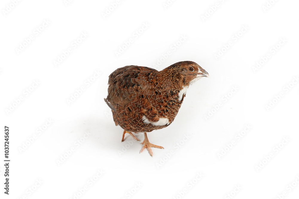 Fototapeta premium single quail on white background
