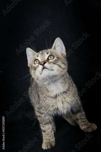 kitten standing in front view who looking up in black background 