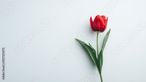 A minimalist arrangement of a single red tulip on a stark white background, creating an elegant, modern aesthetic.