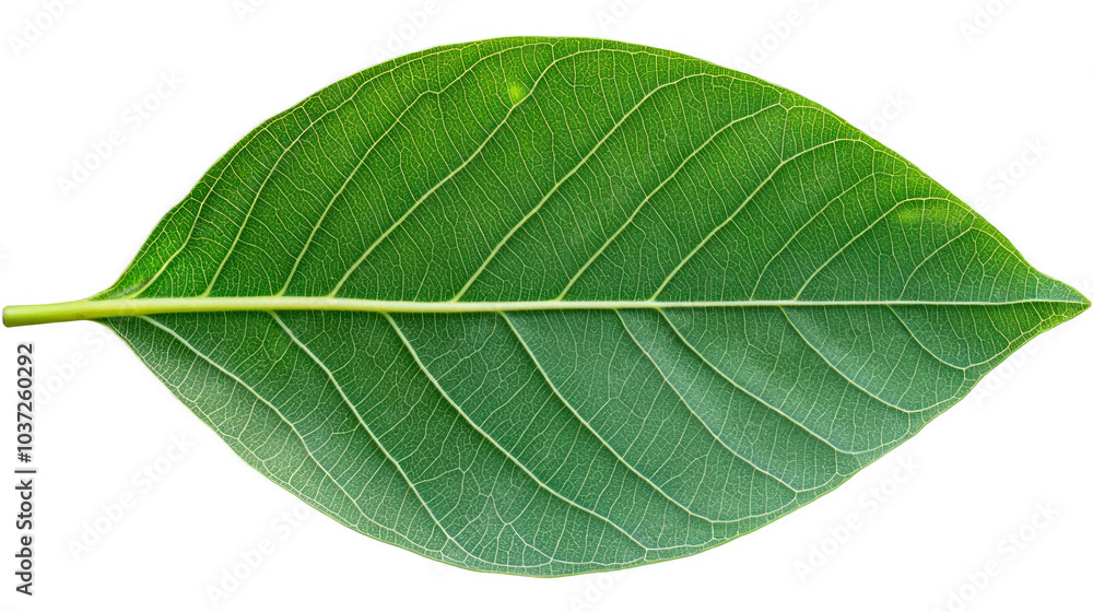 Close-up of a vibrant green leaf with intricate veins. Close-up of a vibrant green leaf with intricate veins.