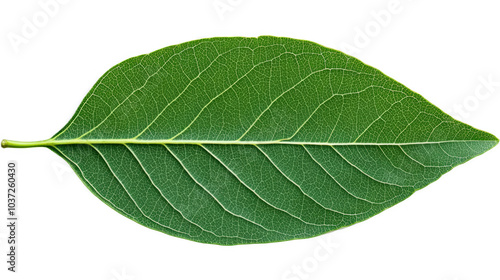 A close-up of a green leaf with visible veins.