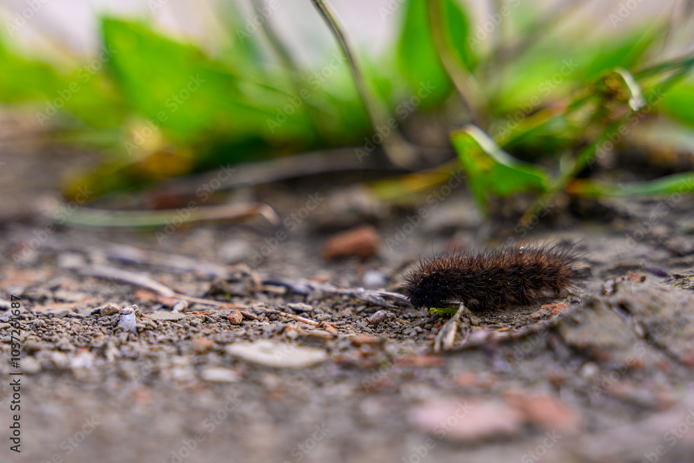 Fototapeta premium Eine kleine Raupe