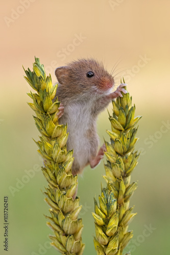 Harvest Mouse (Micromys minitus) on ears of wheat