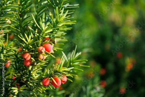 Branch with mature and immature cones of taxus baccata. Bright red poisonous berries of the English or common yew. Evergreen tree in the family Taxaceae. Vibrant plant. Seasonal wallpaper for design