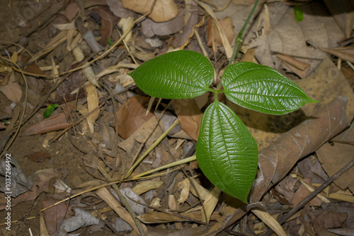 Gadung plant (Dioscorea hispida) is a bulbous plant photo