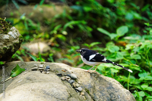 Black-backed Forktail on rock birdwatching in the forest.  photo