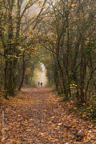Silhouette d'un couple se promenant dans la foret	