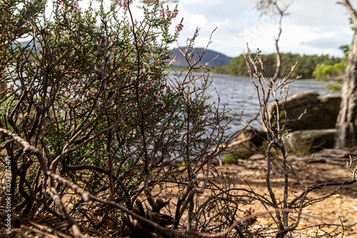 Loch Garten in the Cairngorms Scotland photo