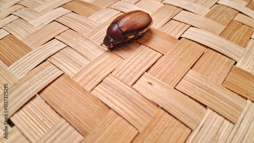 Bug (exopholis hypoleuca) stick on the wall made of woven bamboo. In Indonesia, this insect is called lege, payueng, uret