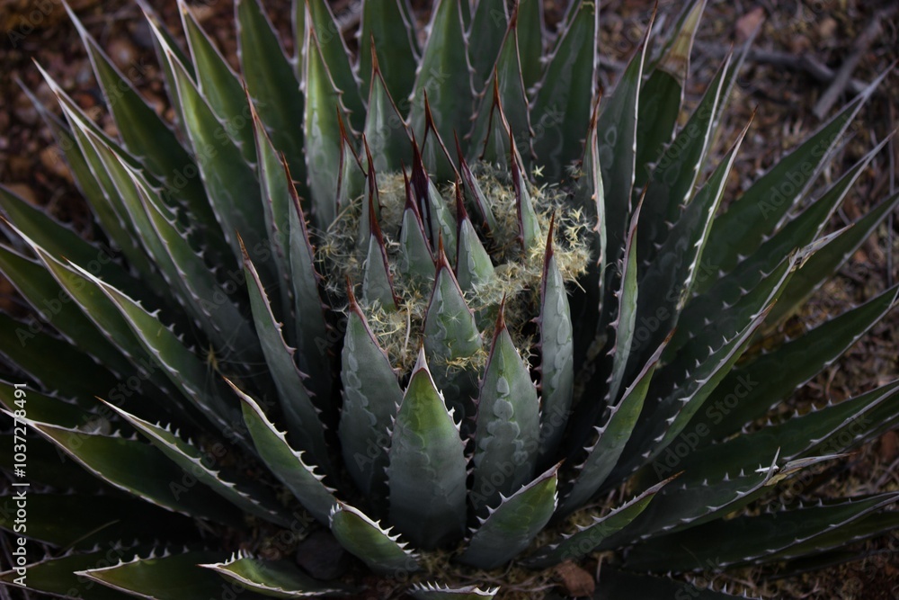 Closeup of the Agave plant growing in the canyon Closeup of the Agave plant growing in the canyon