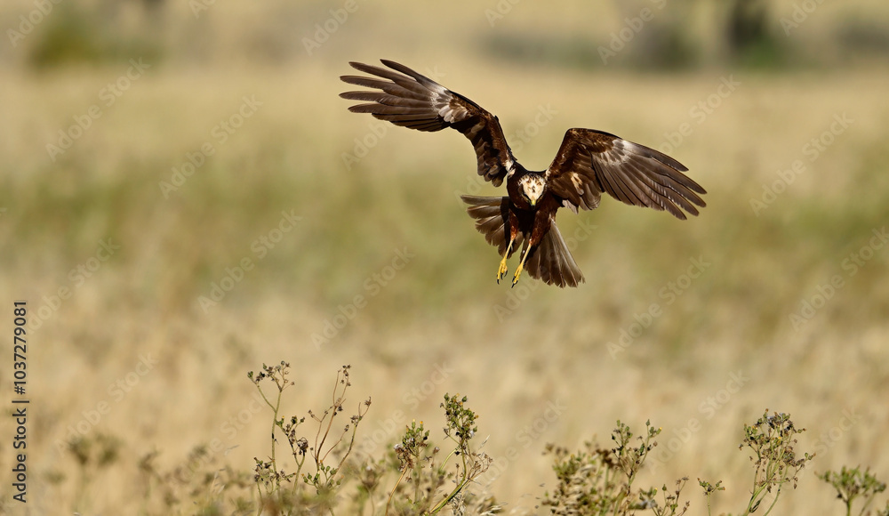 Obraz premium Rohrweihe - Weibchen // Western marsh harrier - female (Circus aeruginosus) 