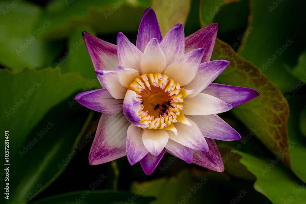 A Nymphaea 'Purple Joy' (Tropical Water Lily) has several stingless bee sucking pollen. A Nymphaea 'Purple Joy' (Tropical Water Lily) has several stingless bee sucking pollen.