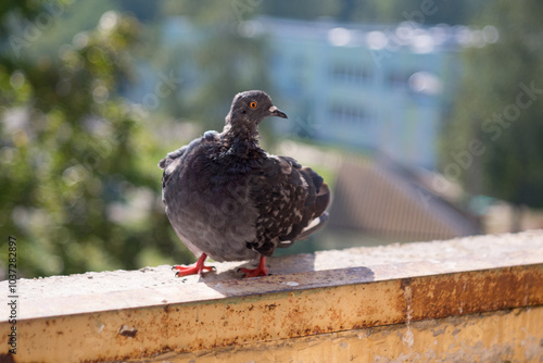 Dove Columbidae popular city bird