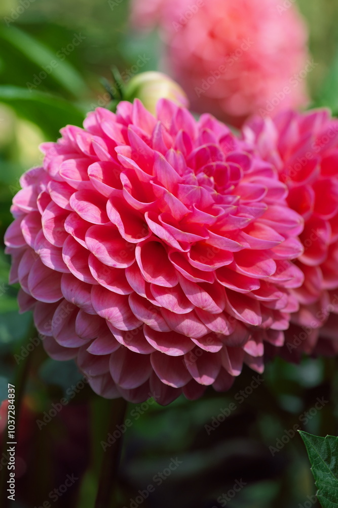 Pink Dahlia flowers background. Pink Dahlia flowers background.