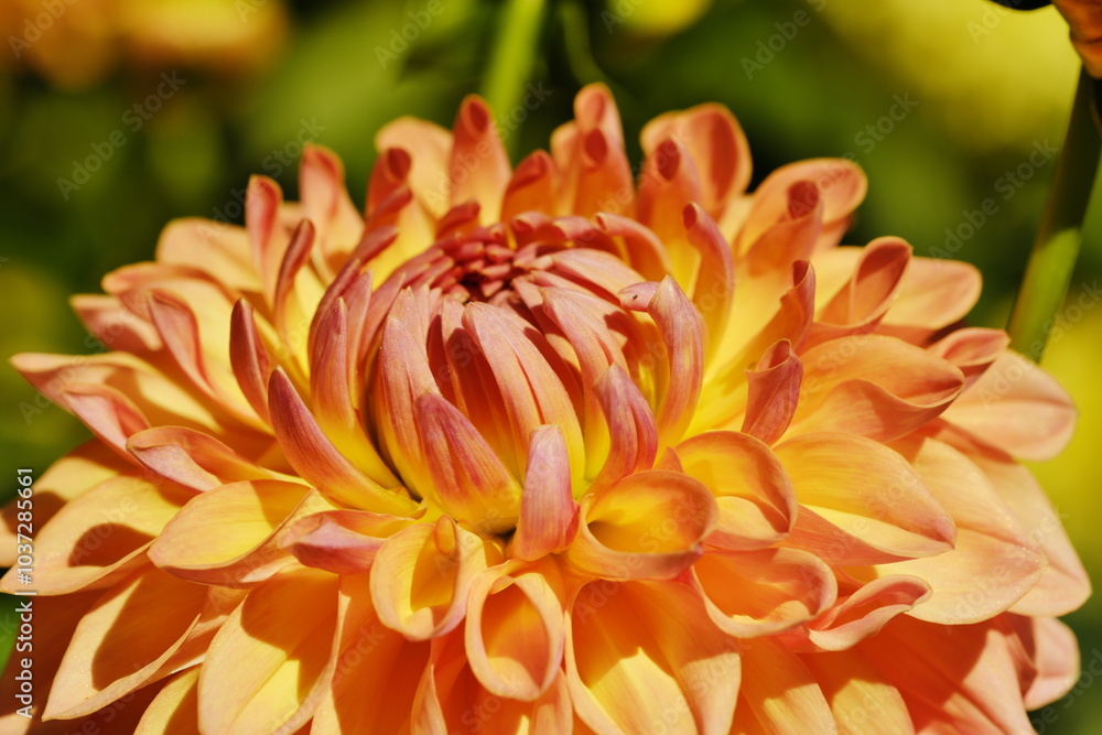 Fototapeta premium Orange dahlia flower background.