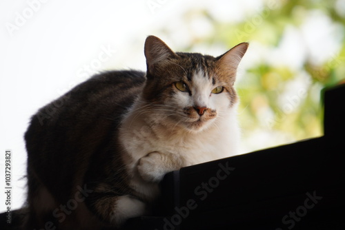 cute cat daydreaming on the fence during the day, white and gray striped domestic cat