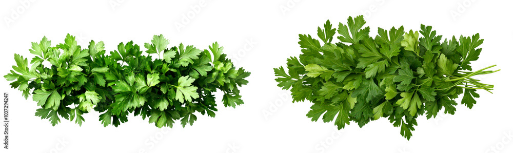 Two bunches of fresh green parsley isolate on transparent background, cutout, png Two bunches of fresh green parsley isolate on transparent background, cutout, png