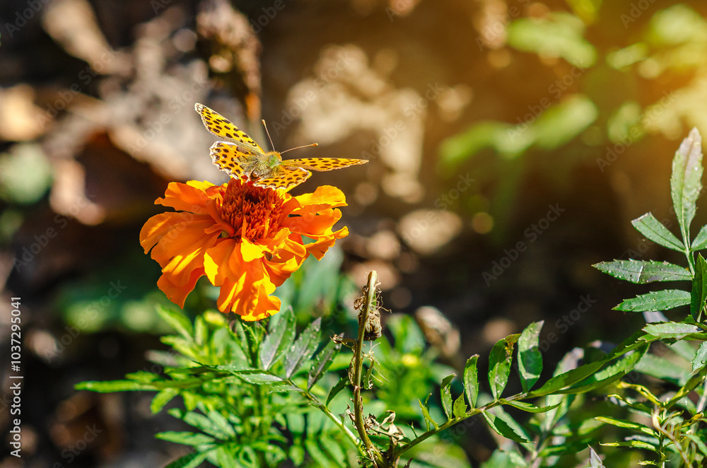 Kitateha Polygonia c-aureum butterfly sitting on an orange marigold flower. Close up macro shot. Kitateha Polygonia c-aureum butterfly sitting on an orange marigold flower. Close up macro shot.