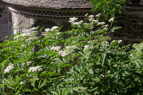 The medicinal herbs Dwarf elder (Sambucus ebulus) close-up photo