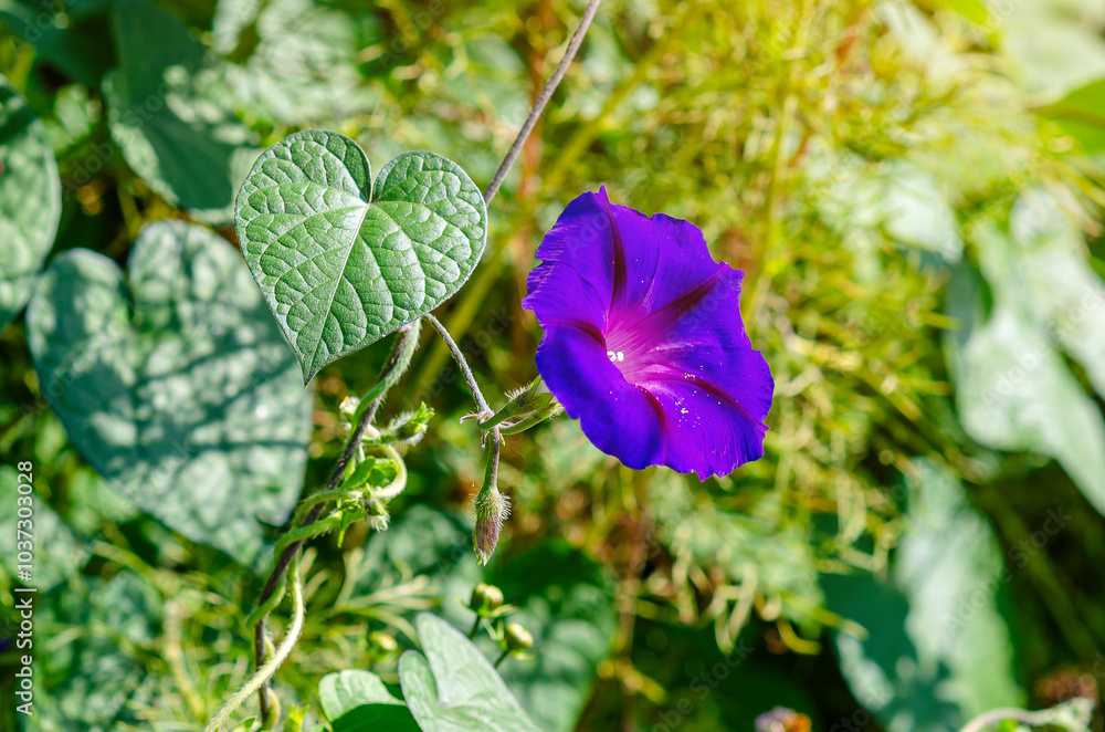Ipomoea Indica. Blue morning glory flower in detail. Growing bright flowers, landscape design. Macro Ipomoea Indica. Blue morning glory flower in detail. Growing bright flowers, landscape design. Macro