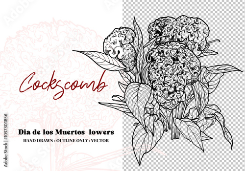 Hand drawn vector outline Dia de los Muertos flowers. Cockscomb flower with leaves, bouquet, blooms. Illustration for print and online projects. 