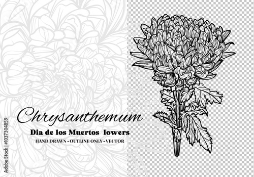 Hand drawn vector outline Dia de los Muertos flowers. Line art chrysanthemum with leaves and blooms. Illustration for print and online projects. 