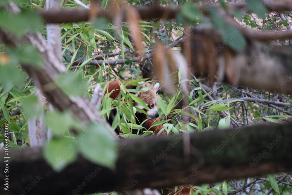 A photo of a red panda in a tree A photo of a red panda in a tree