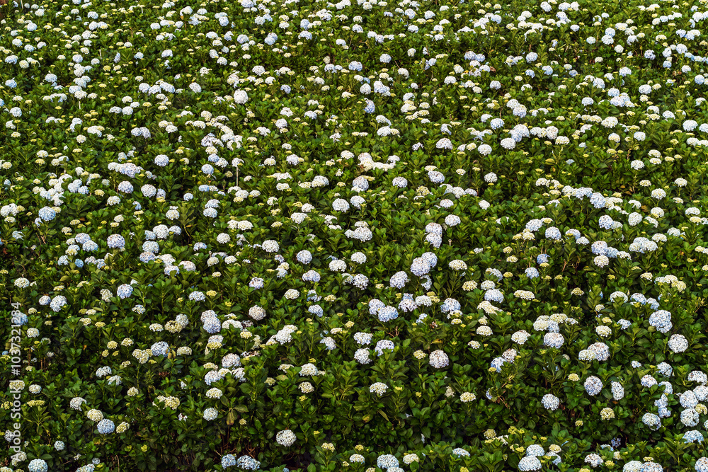 Blooming Hydrangeas flowers in the garden at Da Lat, Vietnam. Beautiful hydrangeas in park. Hydrangeas with hundreds of flowers blooming all the hills in the beautiful winter. Selective Focus. Blooming Hydrangeas flowers in the garden at Da Lat, Vietnam. Beautiful hydrangeas in park. Hydrangeas with hundreds of flowers blooming all the hills in the beautiful winter. Selective Focus.