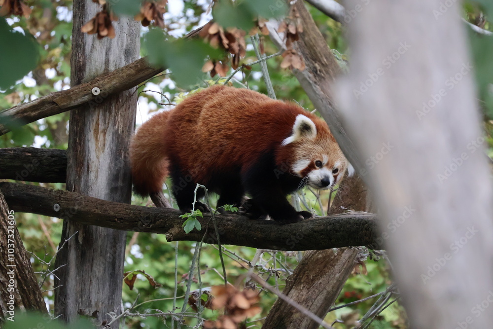 Fototapeta premium A photo of a red panda sitting on a tree branch