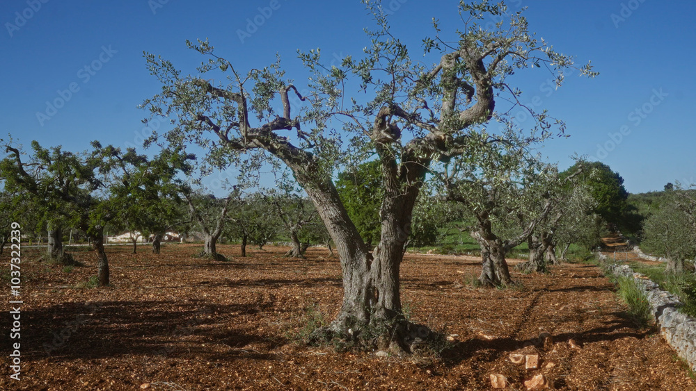 A tranquil olive grove featuring ancient olive trees under a clear blue sky in the puglia region of southern italy. A tranquil olive grove featuring ancient olive trees under a clear blue sky in the puglia region of southern italy.