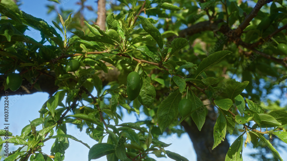 Close-up of a puglian plum tree, displaying lush green leaves and unripe plums against a sunny italian sky. Close-up of a puglian plum tree, displaying lush green leaves and unripe plums against a sunny italian sky.