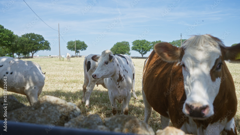 Several cows graze outdoors in a sunny rural landscape with green trees and blue sky visible in the background. Several cows graze outdoors in a sunny rural landscape with green trees and blue sky visible in the background.