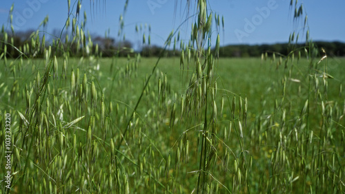 Slika na platnu Close-up of wild oats avena sterilis in a lush, green field in puglia, italy, capturing the natural beauty of an outdoor agrarian landscape