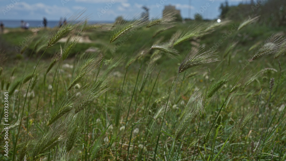 Wild barley plants swaying in the breeze with people walking in the background near the coast of puglia, italy, captured on a sunny day. Wild barley plants swaying in the breeze with people walking in the background near the coast of puglia, italy, captured on a sunny day.
