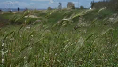 Wild barley plants swaying in the breeze with people walking in the background near the coast of puglia, italy, captured on a sunny day.