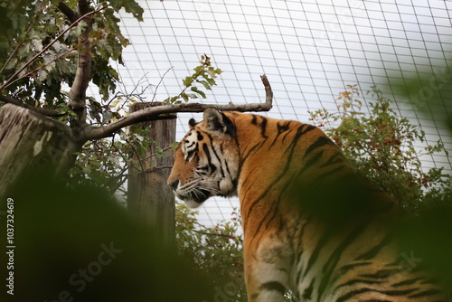 A photo of a tiger is looking at a tree branch