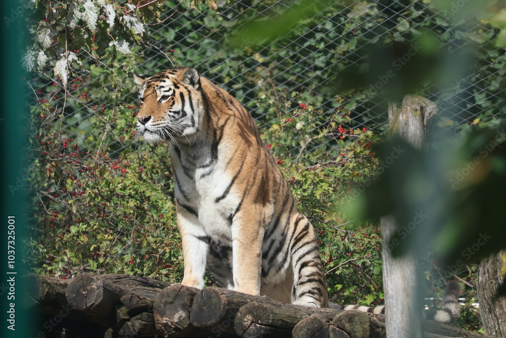 A photo of a tiger sitting on a rock A photo of a tiger sitting on a rock