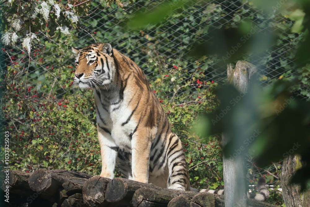 A photo of a tiger sitting on a rock A photo of a tiger sitting on a rock