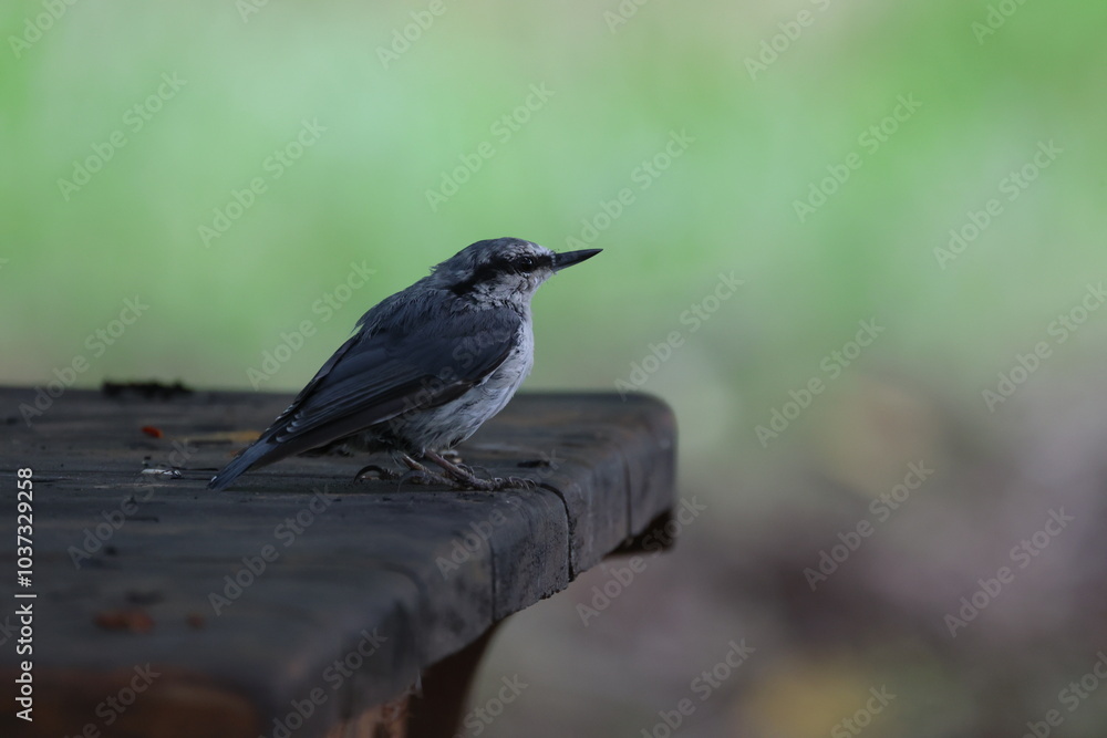 blackbird on a fence