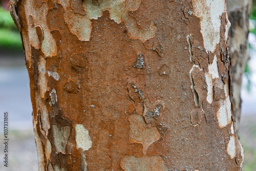 Different shades of yellow and orange spotted bark of sycamore. Texture of bark Platanus of the family Platanaceae. Tree surface. Plane tree. Natural camouflage background. Nature concept. photo