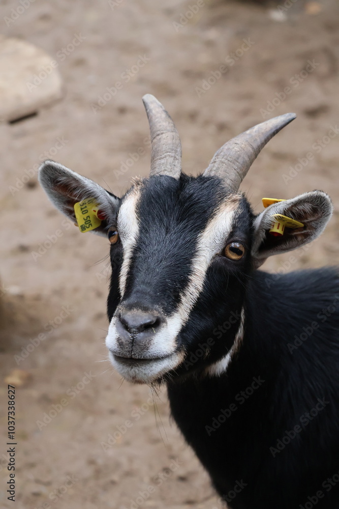 A photo of a goat with a yellow bird on its nose A photo of a goat with a yellow bird on its nose