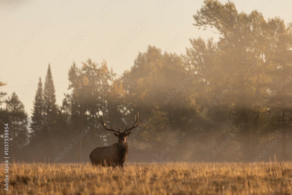 Naklejka premium Bull Elk at Sunrise in the Rut in Grand Teton National Park Wyomng in Autumn